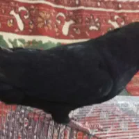 کفتر ذاغ ابادانی