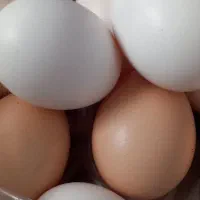 تخم مرغ محلی تازه