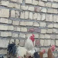 پرینتر مرغ   خروس