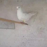 کبوتر نر