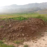 کود حیوانی
