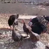 بوقلمون‌محلی