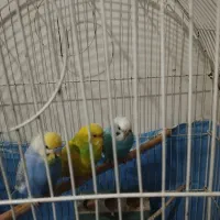 مرغ عشق معاوضه با قناری