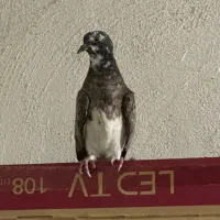 کبوتر