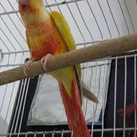 گرینچیک ردچیک ماده / پاید مینت ماده مولد آماده