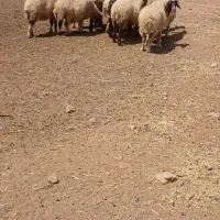 ۱۰رس میش داشتی