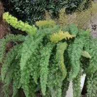 گل شویدی دم روباهی