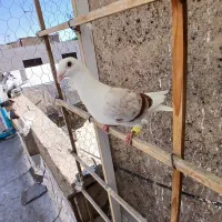 کبوتر پرنده