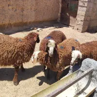 گوسفند|حیوانات مزرعه|خواف, |دیوار