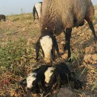 میش نژاد شال اصیل دوقلوزا