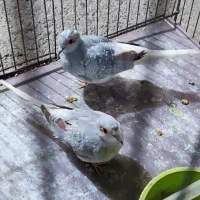 فروش یا معاوضه