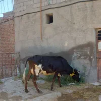 گاو شیری ۱۰کیلو‌ شیر میده گاو صحراآدرس خود مراغه .