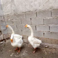 دوقوقاز نرسالم وسرحال
