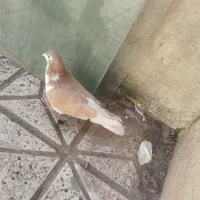 کفتر کبوتر ساده زرد  چپ زرد هردو زیبا