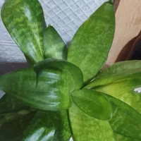 گل سانسوریا پاکوتاه