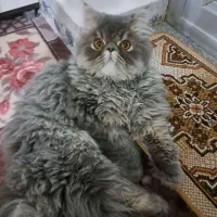 پرشین سوپرفلت
