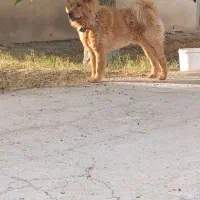 اصیل چاو چاو