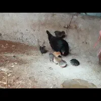مرغ وجوجه