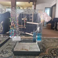 قفس کاسکویی فقط معاوضه