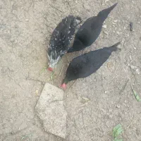 دو عدد مرغ سیاه تخم گذار