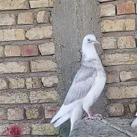کبوتر دوکت