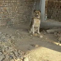 سگ ۱۰ ماهه آلابا و افغان