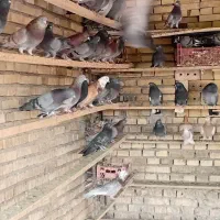 کبوتر|پرنده|قشم, |دیوار