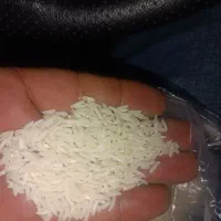 برنج کشت دوم و دو نوج درجه یک