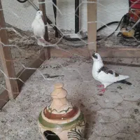 سلام کبوتر جفت