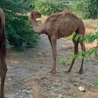 شتر