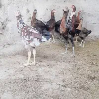 جوجه مرغ