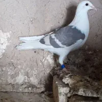 کفتر.کبوتر گراف