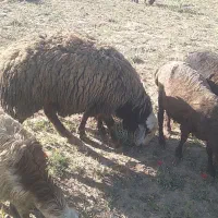 دوغ گوسفندی