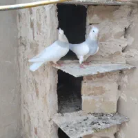 طوق آبی