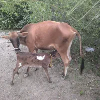 حیوانات مزرعه گاو با گوساله اس