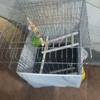 قفس با لوازم برای عروس