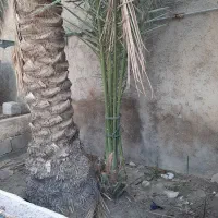 نخل گنتار درازو و حاج باقری
