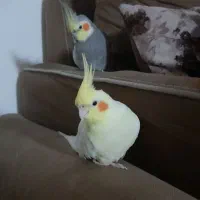 فروش یک جفت عروس هلندی نر و ماده