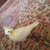 با سلام عروس هلندی ماده یک ماهه