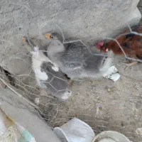 فروش جوجه غاز