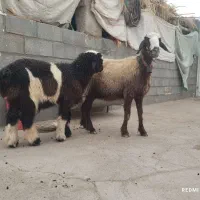 میش افشاری با بره