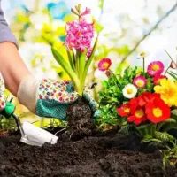 خدمات باغبانی باغچه کاری کاشت گل و گیاه خاک گلدون