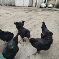 تخم مرغ سیاه ایام سمانی اصل