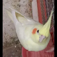 عروس هلندی لوتیتو گم شده