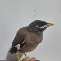 مرغ مینا
