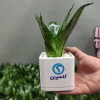 گلدان تبلیغاتی سانسوریا با لوگو اختصاصی