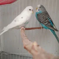 ۶ عدد مرغ عشق