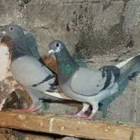 نرو ماده