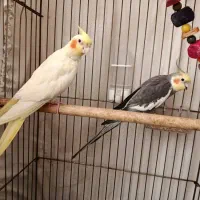 عروس هلندی نر و ماده