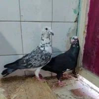 نروماده عتیقه